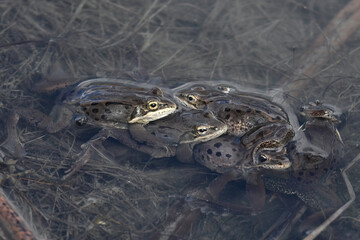 A group of wood frogs (Rana sylvatica) floating in a pile  in Reflections Lake, Alaska.