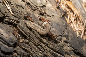 red ants and a caterpillar