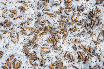 Abstract spring background, pine cones on melted snow, texture