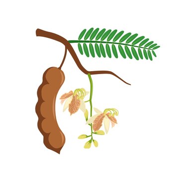 Vector illustration of tamarind or tamarindus indica, with flowers, and green leaves, isolated on a white background.