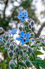 Fiori blu cobalto di borragine selvatico in controluce