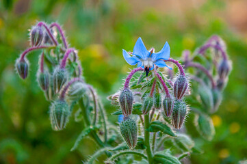 Fiori blu cobalto di borragine selvatico con sfondo sfocato