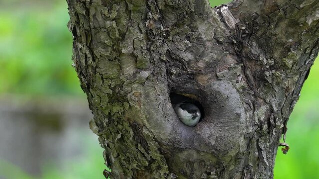 Willow Tit leaves nest inside tree (Poecile montanus) - (4K)