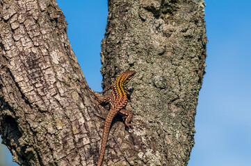 Lucertola fa basking arrampicata su un albero di ulivo con fondo azzurro cielo