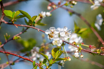 Ape impollinatrice vola sui fiori di pero