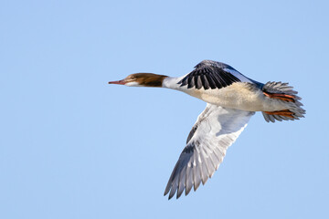 Common Merganser 