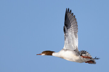 Common Merganser 