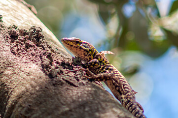 Closeup di lucertola con muta della pelle e sfondo sfocato