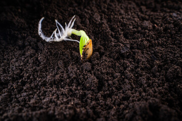 Sprouted zucchini seed in the ground close-up - obrazy, fototapety, plakaty