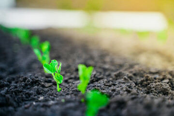 Young pea sprout in the garden close-up. Rising germs of green peas at sunrise close-up
