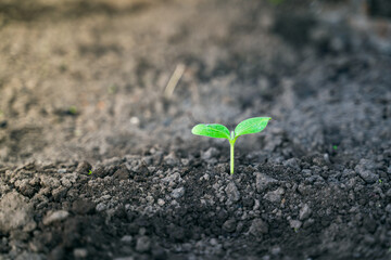 Green leaves of a young sprouted zucchini in the garden close-up. sapling squash