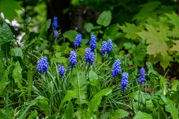 Purple flowers standing quietly in a flower garden