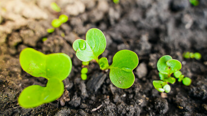 Young sprouts of radishes in water drops in the vegetable garden close-up