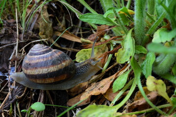 Helix pomatia - the largest snail in Europe
