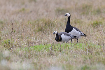 Barnacle goose