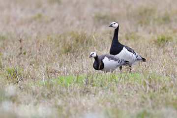 Barnacle goose
