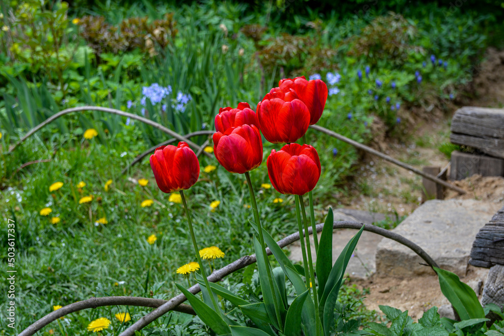 Canvas Prints Numerous red tulips in the heart of a city