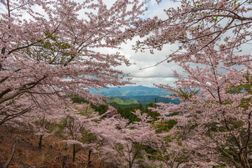 Amazing spring scene in Japan.
Japanese cherry trees are in full bloom along the approach to top of Yoshino mountain.