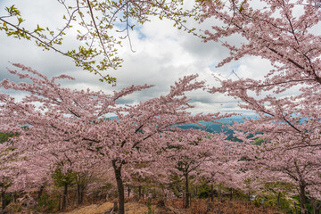 Amazing spring scene in Japan.
Japanese cherry trees are in full bloom along the approach to top of Yoshino mountain.