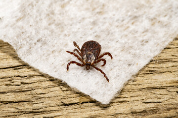 forest mite on the fabric
