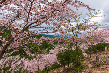 Amazing spring scene in Japan.
Japanese cherry trees are in full bloom along the approach to top of Yoshino mountain.