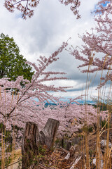 Amazing spring scene in Japan.
Japanese cherry trees are in full bloom along the approach to top of Yoshino mountain.