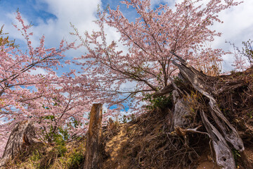 Amazing spring scene in Japan.
Japanese cherry trees are in full bloom along the approach to top of Yoshino mountain.
