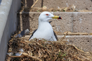 Black-tailed gull female nesting on coastal stairs to warm eggs