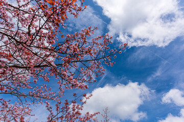 Amazing spring scene in Japan.
Japanese cherry trees are in full bloom along the approach to top of Yoshino mountain.