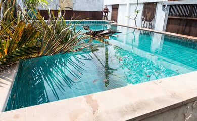 Coconut tree fallen into swimming pool, storm season, tropical storm season in Thailand, pool...