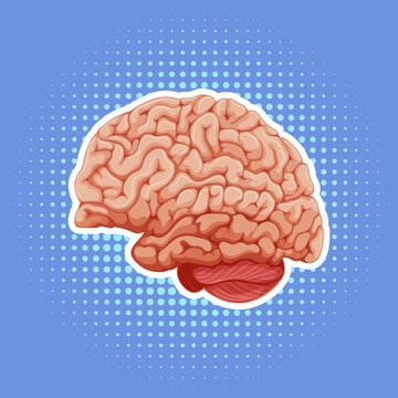 Human internal organ with brain