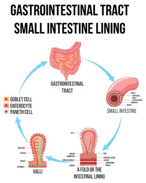 Diagram showing gastrointestinal tract in small intestine