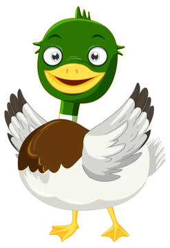 Cute mallard duck cartoon character