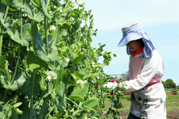 家庭菜園　シニア女性