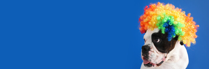 Funny bulldog in clown wig on blue background with space for text. April Fools' Day celebration