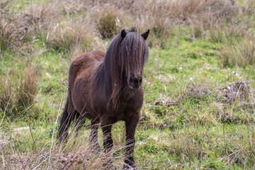 Pony in the meadow looking straight ahead. Small horse with long mane.