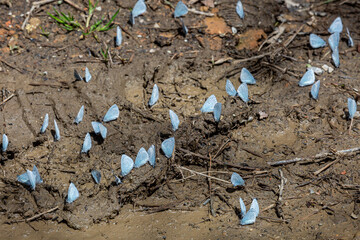 Little blue butterflies sitting on the mud.