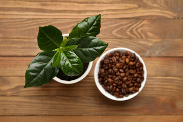 Young coffee tree and bowl of beans on wooden background