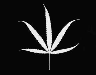 Fresh Marijuana on white background.White Marijuana leaf  on black background
