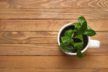 Young coffee tree in cup on wooden background
