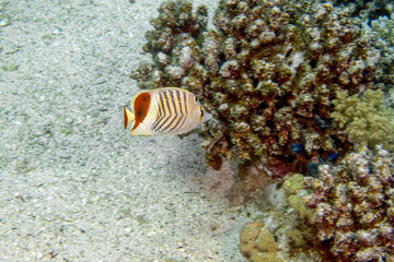 A Crown Butterflyfish (Chaetodon paucifasciatus) in the Red Sea