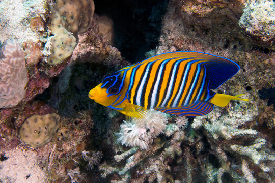 A lone Regal Angelfish (Pygoplites diacanthus) in the Red Sea, Egypt