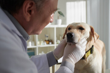 Veterinarian wearing medical gloves when examining eyes of labrador retriever dog