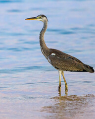 Black-headed heron wading through the sea water at the beach.