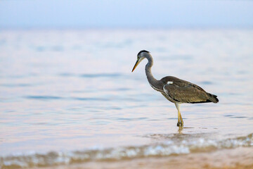 Black-headed heron wading through the sea water at the beach.