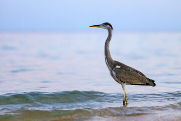 Black-headed heron wading through the sea water at the beach.