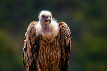 close up of a vulture