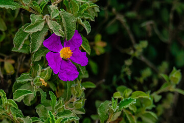 purple flower in the garden