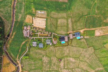 Aerial view of Houses in the middle of rice fields in Nan province, Thailand