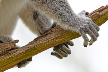Lemur Catta (Maki) in nature, selective focus on it's paw © michaklootwijk